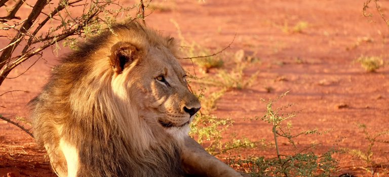 Rondreizen in Zuid-Afrika rondreis Zuid-Afrika